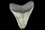 Fossil Megalodon Tooth - Georgia #109327-2